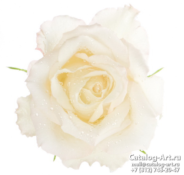 White roses 26